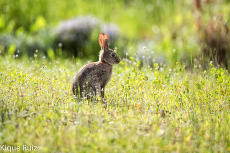 Conejo común