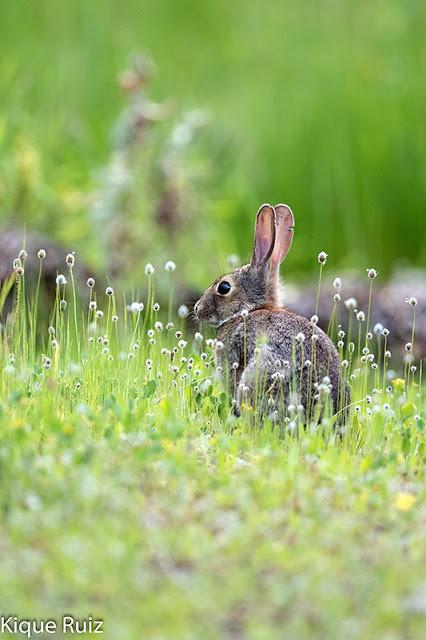 Conejo común