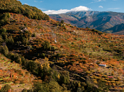 Valle Jerte, paisaje cultivado.