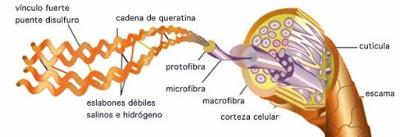 - ¿Te hago la permanente? - ¡Vale! ¡Reestructura mi queratina!