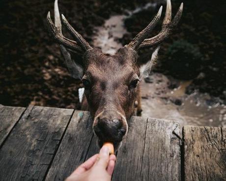 ECOTERAPIA: CONECTA CON LA NATURALEZA ECOTERAPIA: CONECTA CON LA NATURALEZA