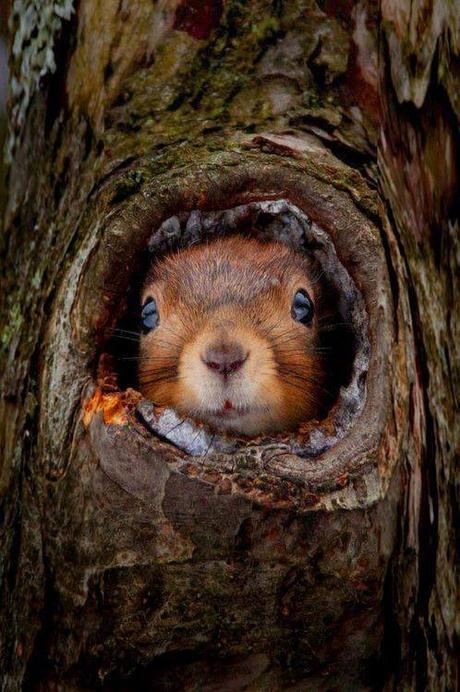 ECOTERAPIA: CONECTA CON LA NATURALEZA