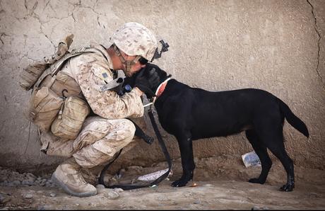 Hablar perro para no matar perros