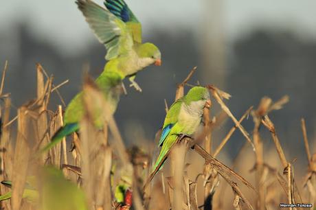 Cotorras comiendo maíz