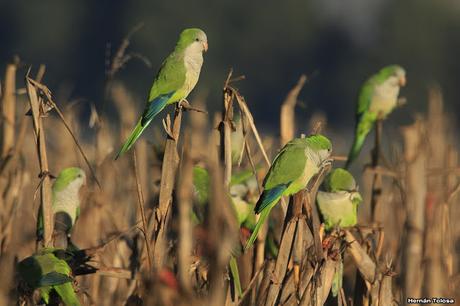 Cotorras comiendo maíz