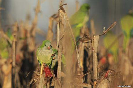 Cotorras comiendo maíz