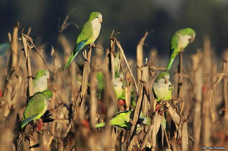 Cotorras comiendo maíz