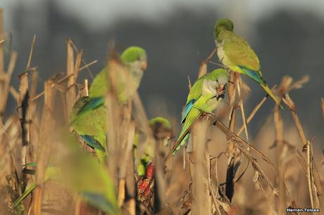 Cotorras comiendo maíz