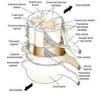 Consiguen como Regenerar Fibras de la Médula Espinal