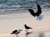 cien gaviotas...