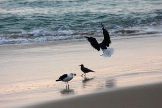 VAN CIEN GAVIOTAS...