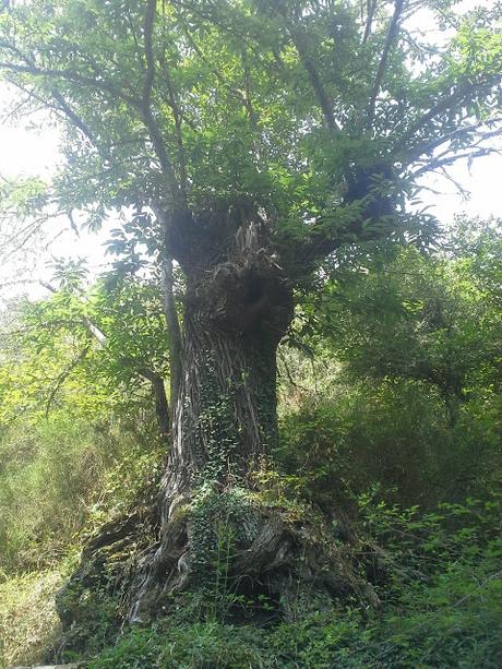 Toma castaño  #MiércolesMudo