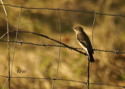 PICO CANDIANO Y SU NATURALEZA