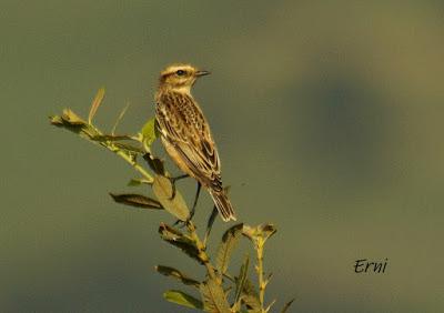 PICO CANDIANO Y SU NATURALEZA