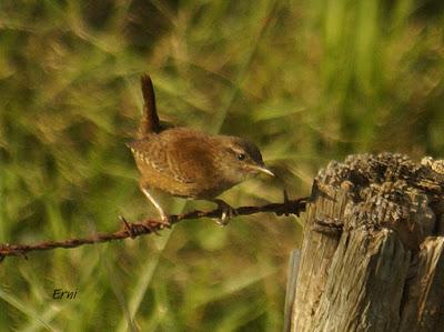 PICO CANDIANO Y SU NATURALEZA