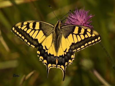 PICO CANDIANO Y SU NATURALEZA