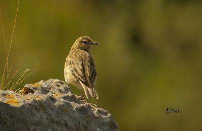 PICO CANDIANO Y SU NATURALEZA