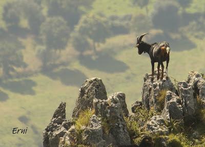 PICO CANDIANO Y SU NATURALEZA
