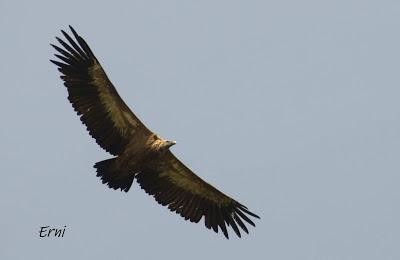 PICO CANDIANO Y SU NATURALEZA
