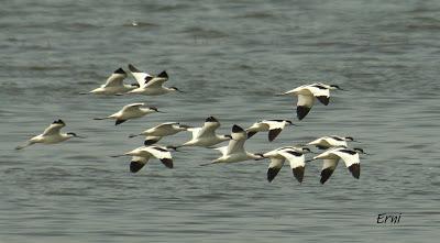 PICO CANDIANO Y SU NATURALEZA