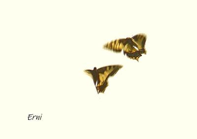 PICO CANDIANO Y SU NATURALEZA