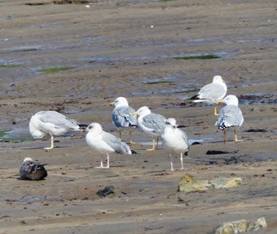 Gaviotas patiamarillas cantábricas