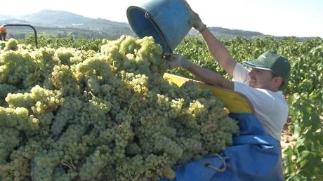 Vendimia 2018: llega la gran fiesta del vino.