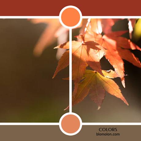 Variedad En Color MoodBoard 9