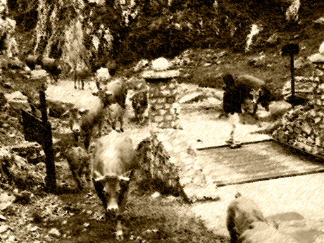 subida del ganado a los puetos de aliva - entrada por las portillas del boqueron
