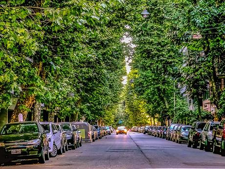 Calle con autos estacionados y arboleda rodeandolos