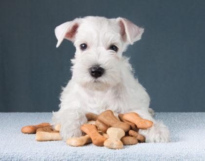 Golosinas para mascotas ¡Una recompensa saludable!