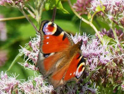 Mariposas de las ortigas
