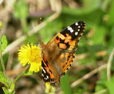 Mariposas de las ortigas