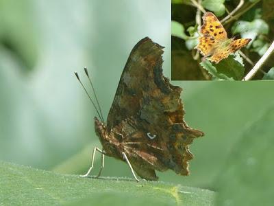 Mariposas de las ortigas