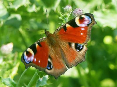 Mariposas de las ortigas