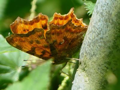 Mariposas de las ortigas