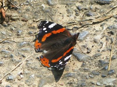 Mariposas de las ortigas