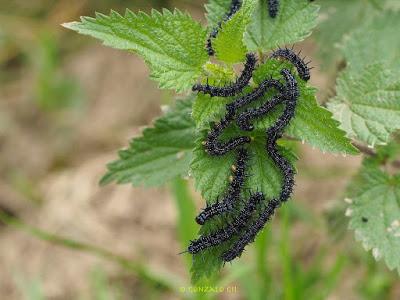 Mariposas de las ortigas