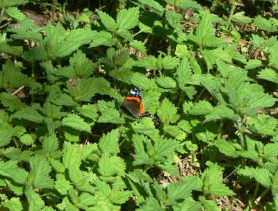 Mariposas de las ortigas