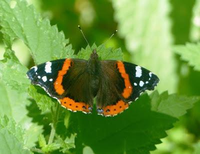 Mariposas de las ortigas