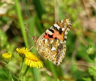 Mariposas de las ortigas