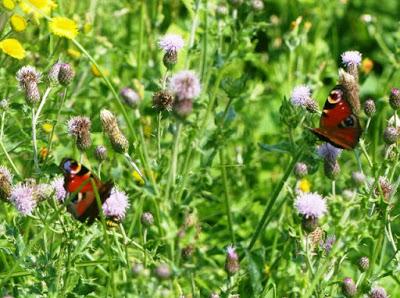 Mariposas de las ortigas