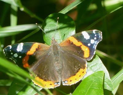 Mariposas de las ortigas