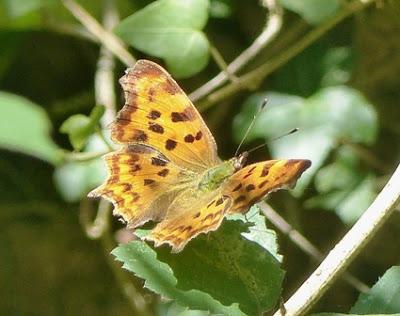 Mariposas de las ortigas