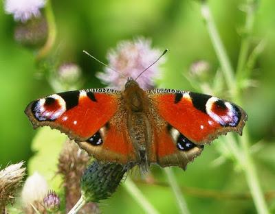 Mariposas de las ortigas