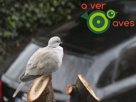 Aves desde casa