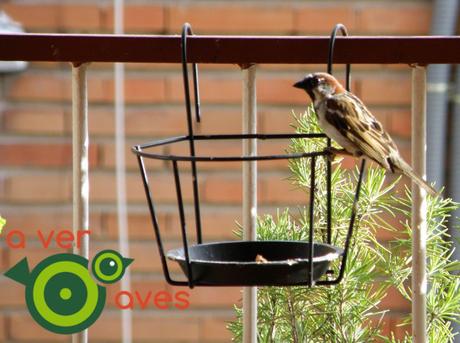 Aves desde casa
