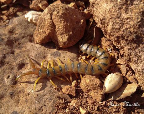 ESCOLOPENDRA (Scolopendra cinqulata)
