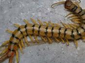 ESCOLOPENDRA (Scolopendra cinqulata)