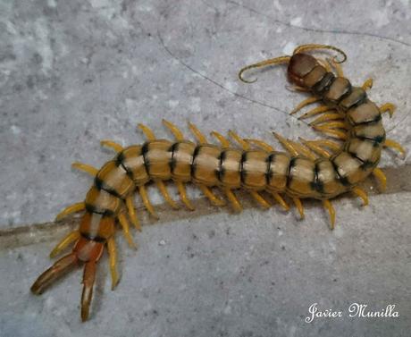 ESCOLOPENDRA (Scolopendra cinqulata)